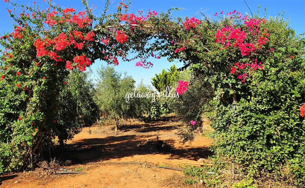 Villa - Orchard-Blossom - Frenaros-