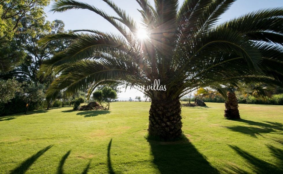 13+ Villa Palm Garden Cipanas Pictures